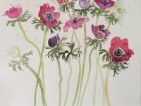 Pink, red and mauve anemone flowersagainst a white background