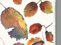 Brightly coloured bramble leaves in Autumn