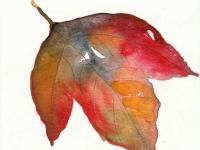 Autumn_leaf_6