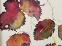 Autumn bramble leaves on a white background