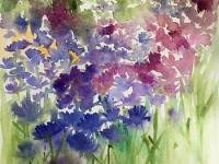 Field of blue and pink cornflowers