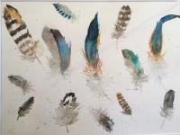 Assorted colourful feathers scattered together