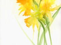 Bright daffodils on right side against white background
