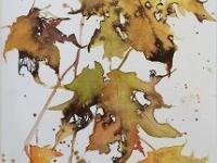 Yellow/gold autumn leaves tumbling downwards