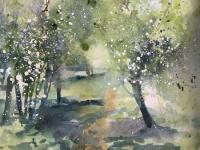 Hawthorn trees in blossom with path between