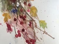 Hawthorn berries spilling out of the hedge in beautiful shades of red