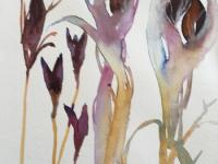 Purple brown seed heads in a lilac gold casing