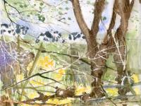 Cows glimpsed through trees and daffodils