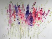 Larkspur in various colours against a white background