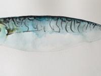 Mackerel with distinctive black markings on blue