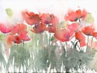 Red poppies swaying in the green meadow grasses