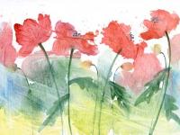 Poppies