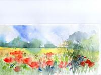 Summer sky over bright poppy meadow