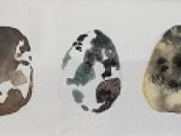 Five quails eggs in a row with distinctive markings