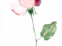 Rose_2