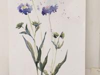 Three blue scabious flowers against a white background