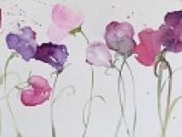 Pastel coloured sweetpea stems in a row