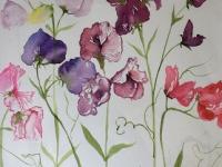 A selection of pink, purple sweetpeas