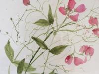 Pink sweetpeas and foliage against a white background