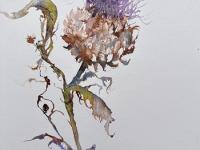 A single purple headed thistle in ink and watercolour