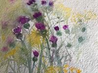 Purple Knapweed and yellow daisies 