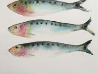 Three sardines in irridescent colours