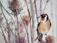Golddfinch sitting amongst teazels