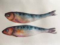 Two sardines in orange and blue against a white background