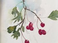 Red hawthorn berries against a splash of blue.
