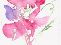 Sweetpeas