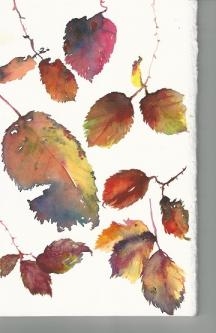 Brightly coloured bramble leaves in Autumn