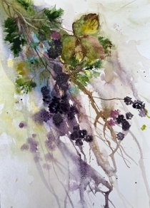 blackberries spilling out of the brambles hedge