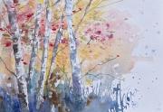 Birch trees with red, orange and yellow Autumn leaves.