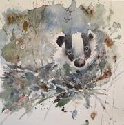 Badger coming forwards out of the undergrowth