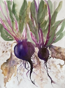 Two purple beetroot pulled out of the ground
