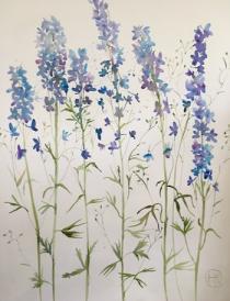 Tall delphiniums against a white background