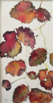 Autumn bramble leaves on a white background