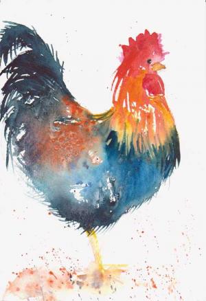 Cockerel 2