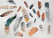 A selection of British bird feathers