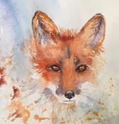 Red fox portrait against a blue/orange background