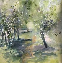 Hawthorn trees in blossom with path between