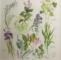 A selection of culinary herbs leaves and flowers with calligraphy labels