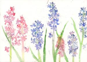 Hyacinths