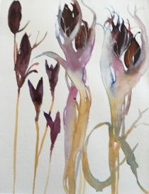 Purple brown seed heads in a lilac gold casing