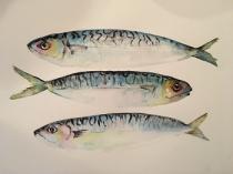 Three mackerel swimming together