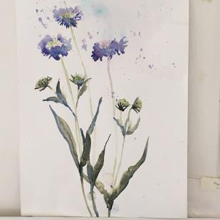 Three blue scabious flowers against a white background