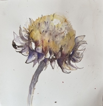 single sunflower head with mauve leaves in a circular mount