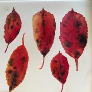 Dark red yellow leaves with characteristic brown/black markings