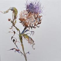 A single purple headed thistle in ink and watercolour