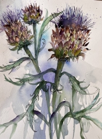 Purple headed thistles growing together against a blue grey background
